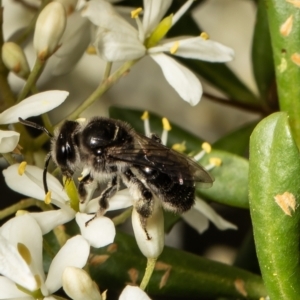 Leioproctus sp. (genus) at Cook, ACT - 24 Jan 2022