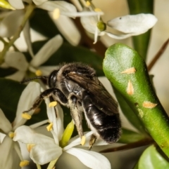 Leioproctus sp. (genus) at Cook, ACT - 24 Jan 2022