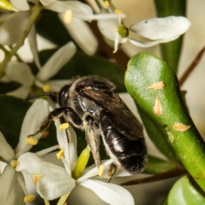 Leioproctus sp. (genus) at Cook, ACT - 24 Jan 2022