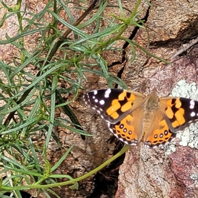 Vanessa kershawi (Australian Painted Lady) at Molonglo Valley, ACT - 24 Jan 2022 by tpreston