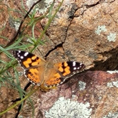 Vanessa kershawi at Molonglo Valley, ACT - 24 Jan 2022 02:18 PM