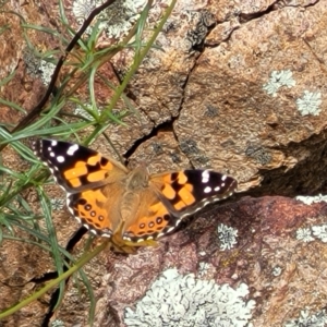 Vanessa kershawi at Molonglo Valley, ACT - 24 Jan 2022 02:18 PM