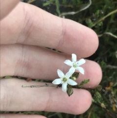 Samolus repens at Broulee, NSW - 23 Jan 2022