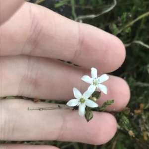 Samolus repens at Broulee, NSW - 23 Jan 2022