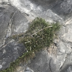 Samolus repens at Broulee, NSW - 23 Jan 2022 08:13 PM