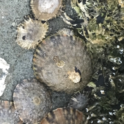 Cellana tramoserica (Commom Limpet) at Batemans Marine Park - 23 Jan 2022 by Tapirlord