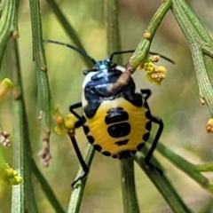 Commius elegans (Cherry Ballart Shield Bug) at Denman Prospect 2 Estate Deferred Area (Block 12) - 24 Jan 2022 by tpreston