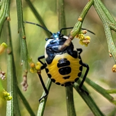 Commius elegans (Cherry Ballart Shield Bug) at Block 402 - 24 Jan 2022 by trevorpreston