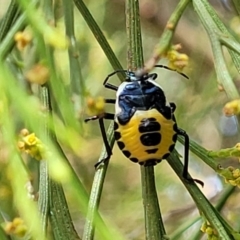 Commius elegans at Molonglo Valley, ACT - 24 Jan 2022