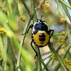 Commius elegans at Molonglo Valley, ACT - 24 Jan 2022