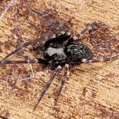 Badumna sp. (genus) (Lattice-web spider) at Molonglo Valley, ACT - 24 Jan 2022 by trevorpreston