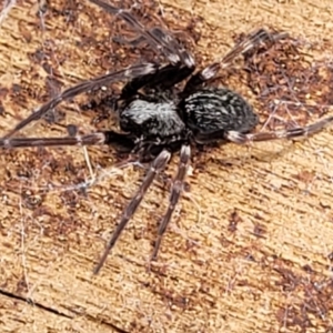 Badumna sp. (genus) at Molonglo Valley, ACT - 24 Jan 2022