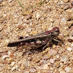 Austroicetes sp. (genus) (A grasshopper) at Block 402 - 24 Jan 2022 by trevorpreston