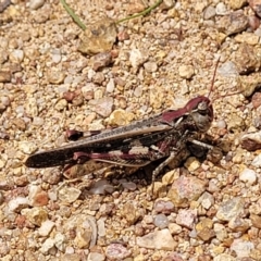 Austroicetes sp. (genus) (A grasshopper) at Piney Ridge - 24 Jan 2022 by trevorpreston