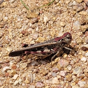 Austroicetes sp. (genus) at Molonglo Valley, ACT - 24 Jan 2022