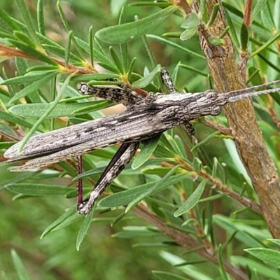 Coryphistes ruricola (Bark-mimicking Grasshopper) at Piney Ridge - 24 Jan 2022 by trevorpreston