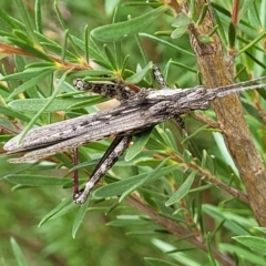 Coryphistes ruricola (Bark-mimicking Grasshopper) at Molonglo Valley, ACT - 24 Jan 2022 by tpreston