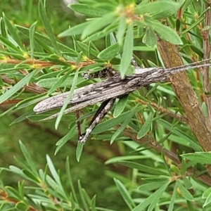 Coryphistes ruricola at Molonglo Valley, ACT - 24 Jan 2022 02:06 PM