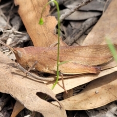 Goniaea opomaloides (Mimetic Gumleaf Grasshopper) at Molonglo Valley, ACT - 24 Jan 2022 by trevorpreston