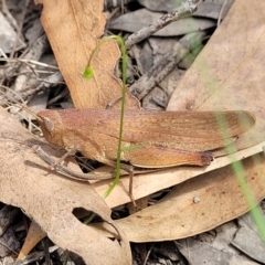 Goniaea opomaloides at Molonglo Valley, ACT - 24 Jan 2022 02:04 PM