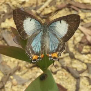 Jalmenus evagoras at Paddys River, ACT - 24 Jan 2022