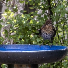 Turdus merula (Eurasian Blackbird) at Jerrabomberra, NSW - 24 Jan 2022 by MarkT