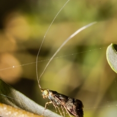 Nemophora sparsella (An Adelid Moth) at Aranda Bushland - 24 Jan 2022 by Roger