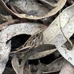Praxibulus sp. (genus) (A grasshopper) at Kosciuszko National Park - 20 Jan 2022 by Ned_Johnston