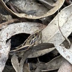 Praxibulus sp. (genus) (A grasshopper) at Jagungal Wilderness, NSW - 20 Jan 2022 by NedJohnston