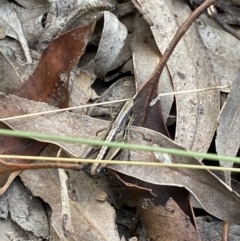 Praxibulus sp. (genus) at Jagungal Wilderness, NSW - 20 Jan 2022