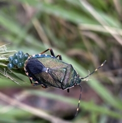 Musgraveia sulciventris (Bronze Orange Bug) at Jagungal Wilderness, NSW - 20 Jan 2022 by Ned_Johnston