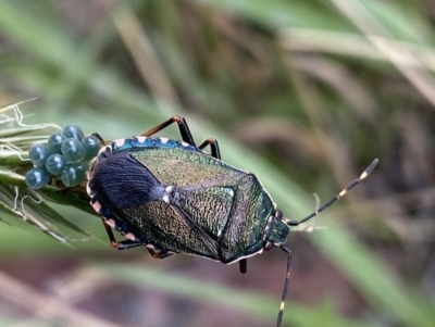 Pentatomidae (family) (Shield or Stink bug) at Jagungal Wilderness, NSW - 20 Jan 2022 by NedJohnston