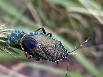 Unidentified True bug (Hemiptera, Heteroptera) (TBC) at Jagungal Wilderness, NSW - 20 Jan 2022 by Ned_Johnston