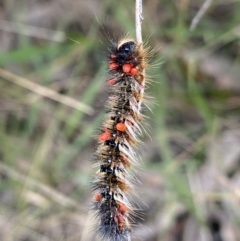 Acari (informal subclass) (Unidentified mite) at Jagungal Wilderness, NSW - 20 Jan 2022 by Ned_Johnston