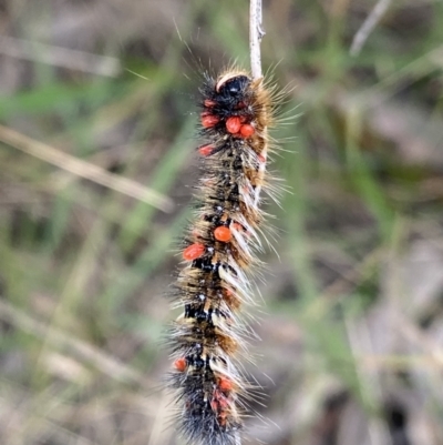 Acari (informal subclass) (Unidentified mite) at Jagungal Wilderness, NSW - 20 Jan 2022 by Ned_Johnston