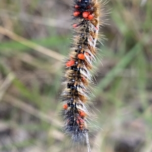 Acari (informal subclass) at Jagungal Wilderness, NSW - 20 Jan 2022 04:32 PM