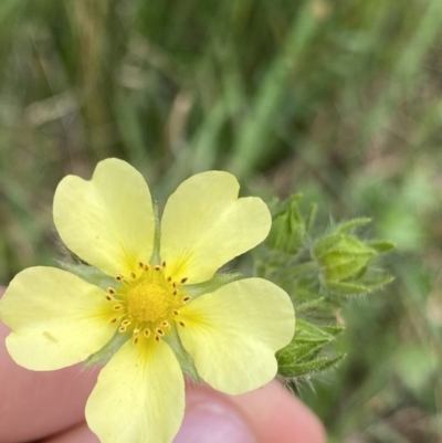 Potentilla recta (Sulphur Cinquefoil) at Jagungal Wilderness, NSW - 20 Jan 2022 by NedJohnston
