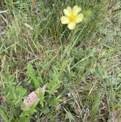 Potentilla recta at Jagungal Wilderness, NSW - 20 Jan 2022