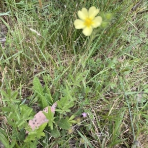 Potentilla recta at Jagungal Wilderness, NSW - 20 Jan 2022 04:29 PM