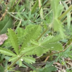 Potentilla recta at Jagungal Wilderness, NSW - 20 Jan 2022 04:29 PM