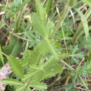 Potentilla recta at Jagungal Wilderness, NSW - 20 Jan 2022 04:29 PM