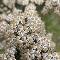 Ozothamnus thyrsoideus (Sticky Everlasting) at Jagungal Wilderness, NSW - 20 Jan 2022 by NedJohnston