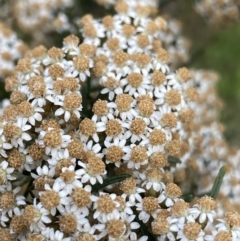 Ozothamnus thyrsoideus at Jagungal Wilderness, NSW - 20 Jan 2022