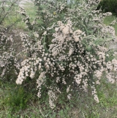 Ozothamnus thyrsoideus at Jagungal Wilderness, NSW - 20 Jan 2022