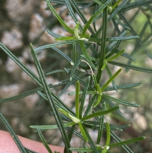 Ozothamnus thyrsoideus at Jagungal Wilderness, NSW - 20 Jan 2022