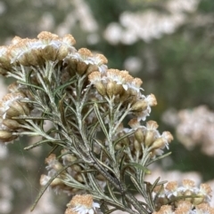 Ozothamnus thyrsoideus at Jagungal Wilderness, NSW - 20 Jan 2022