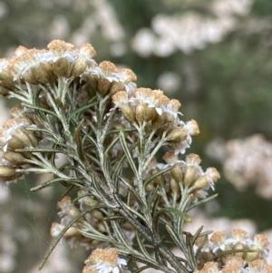 Ozothamnus thyrsoideus at Jagungal Wilderness, NSW - 20 Jan 2022