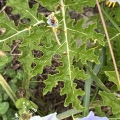 Solanum sisymbriifolium (Sticky Nightshade) at Lawson, ACT - 24 Jan 2022 by Wendyp5