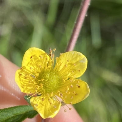 Geum urbanum (Herb Bennet) at Jagungal Wilderness, NSW - 20 Jan 2022 by Ned_Johnston