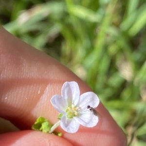 Geranium solanderi at Jagungal Wilderness, NSW - 20 Jan 2022 05:32 PM